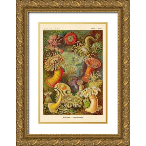Haeckel Nature Illustrations: Actiniae Gold Ornate Wood Framed Art Print with Double Matting by Haeckel, Ernst