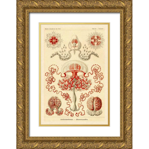 Haeckel Nature Illustrations: Anthomedusae Gold Ornate Wood Framed Art Print with Double Matting by Haeckel, Ernst