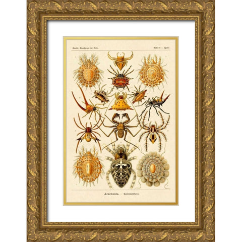 Haeckel Nature Illustrations: Spiders Gold Ornate Wood Framed Art Print with Double Matting by Haeckel, Ernst