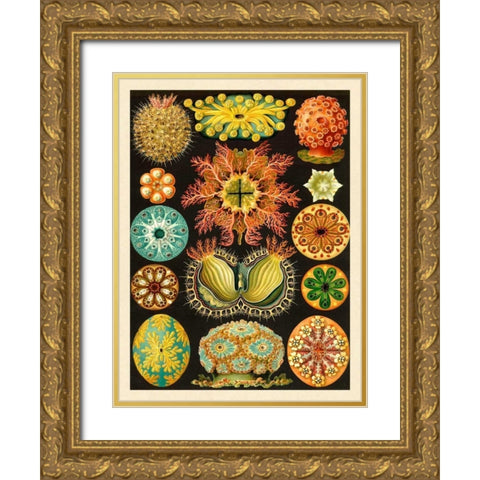 Haeckel Nature Illustrations: Ascidiae Gold Ornate Wood Framed Art Print with Double Matting by Haeckel, Ernst