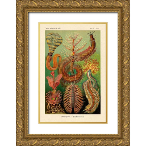 Haeckel Nature Illustrations: Worms Gold Ornate Wood Framed Art Print with Double Matting by Haeckel, Ernst