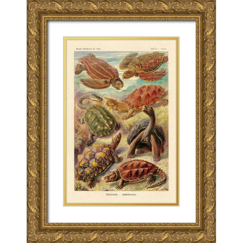 Haeckel Nature Illustrations: Turtles Gold Ornate Wood Framed Art Print with Double Matting by Haeckel, Ernst