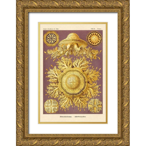 Haeckel Nature Illustrations: Jelly Fish Gold Ornate Wood Framed Art Print with Double Matting by Haeckel, Ernst