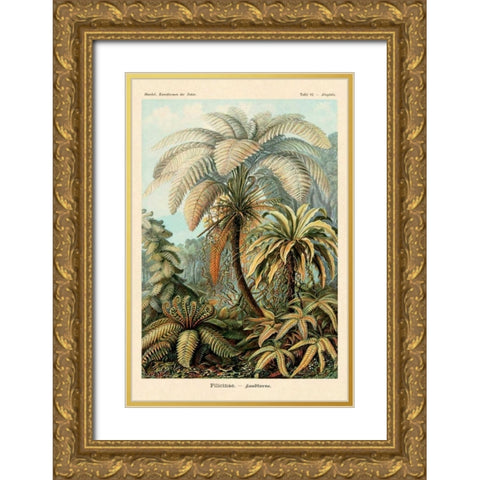 Haeckel Nature Illustrations: Ferns Gold Ornate Wood Framed Art Print with Double Matting by Haeckel, Ernst