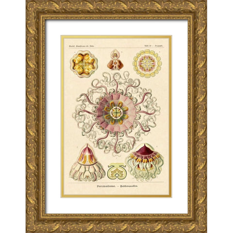 Haeckel Nature Illustrations: Jelly Fish Gold Ornate Wood Framed Art Print with Double Matting by Haeckel, Ernst