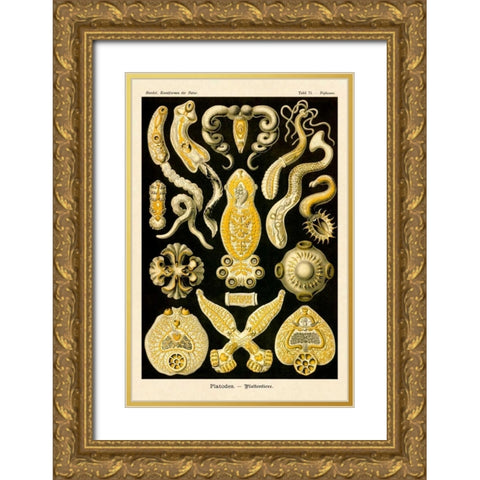 Haeckel Nature Illustrations: Flatworms Gold Ornate Wood Framed Art Print with Double Matting by Haeckel, Ernst