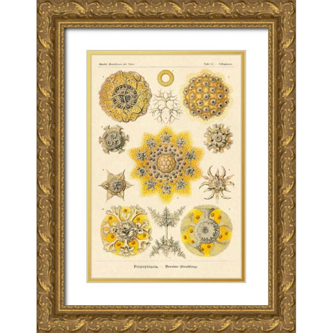 Haeckel Nature Illustrations: Polycytaria Radiolaria Gold Ornate Wood Framed Art Print with Double Matting by Haeckel, Ernst