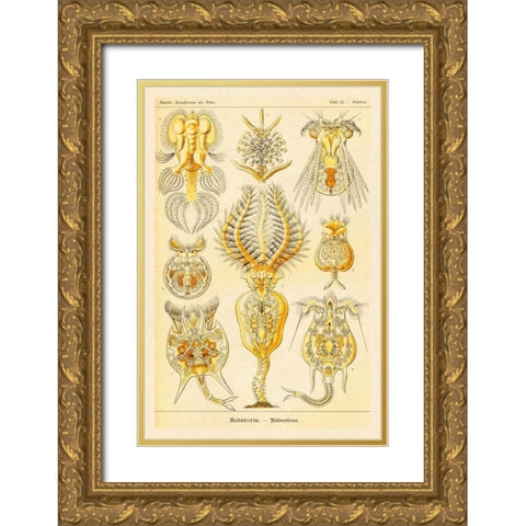 Haeckel Nature Illustrations: Rotatoria, rotifera worms Gold Ornate Wood Framed Art Print with Double Matting by Haeckel, Ernst