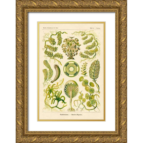 Haeckel Nature Illustrations: Siphoneae Hydrozoa Gold Ornate Wood Framed Art Print with Double Matting by Haeckel, Ernst