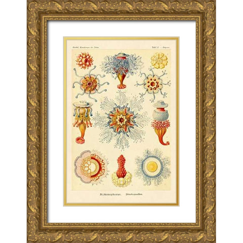 Haeckel Nature Illustrations: Siphoneae Hydrozoa Gold Ornate Wood Framed Art Print with Double Matting by Haeckel, Ernst