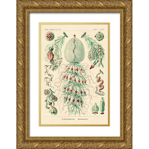 Haeckel Nature Illustrations: Siphoneae Hydrozoa Gold Ornate Wood Framed Art Print with Double Matting by Haeckel, Ernst