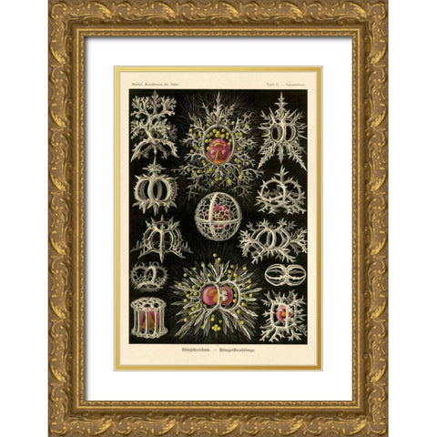 Haeckel Nature Illustrations: Stephoidea Gold Ornate Wood Framed Art Print with Double Matting by Haeckel, Ernst