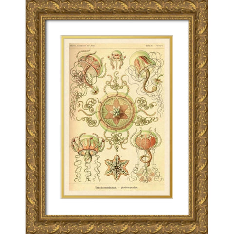 Haeckel Nature Illustrations: Trachomedusae - Jellyfish Gold Ornate Wood Framed Art Print with Double Matting by Haeckel, Ernst
