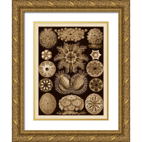 Haeckel Nature Illustrations: Ascidiae - Sepia Tint Gold Ornate Wood Framed Art Print with Double Matting by Haeckel, Ernst
