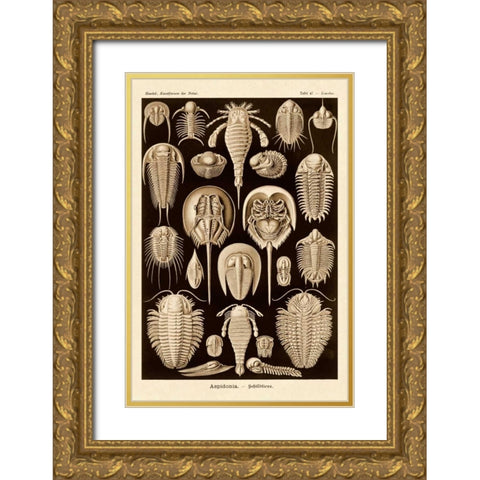 Haeckel Nature Illustrations: Athropods - Sepia Tint Gold Ornate Wood Framed Art Print with Double Matting by Haeckel, Ernst