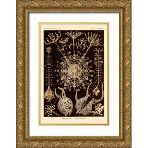 Haeckel Nature Illustrations: Phaeodaria radiolarians - Sepia Tint Gold Ornate Wood Framed Art Print with Double Matting by Haeckel, Ernst