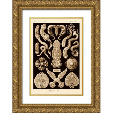 Haeckel Nature Illustrations: Flatworms - Sepia Tint Gold Ornate Wood Framed Art Print with Double Matting by Haeckel, Ernst