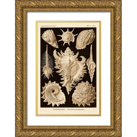Haeckel Nature Illustrations: Gastropods - Sepia Tint Gold Ornate Wood Framed Art Print with Double Matting by Haeckel, Ernst
