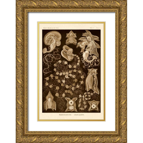 Haeckel Nature Illustrations: Siphoneae Hydrozoa - Sepia Tint Gold Ornate Wood Framed Art Print with Double Matting by Haeckel, Ernst