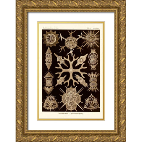 Haeckel Nature Illustrations: Spumellaria - Sepia Tint Gold Ornate Wood Framed Art Print with Double Matting by Haeckel, Ernst