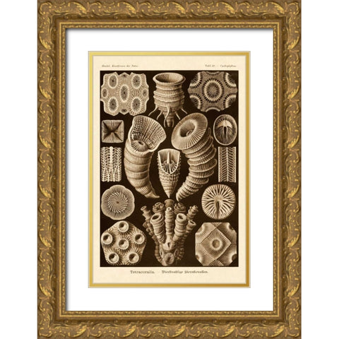 Haeckel Nature Illustrations: Tetracoralla, Coral - Sepia Tint Gold Ornate Wood Framed Art Print with Double Matting by Haeckel, Ernst