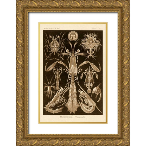 Haeckel Nature Illustrations: Thoracostraca, Crustaceans - Sepia Tint Gold Ornate Wood Framed Art Print with Double Matting by Haeckel, Ernst