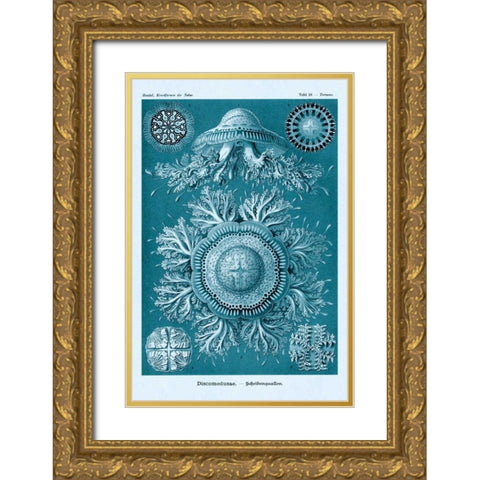 Haeckel Nature Illustrations: Jelly Fish - Blue-Green Tint Gold Ornate Wood Framed Art Print with Double Matting by Haeckel, Ernst