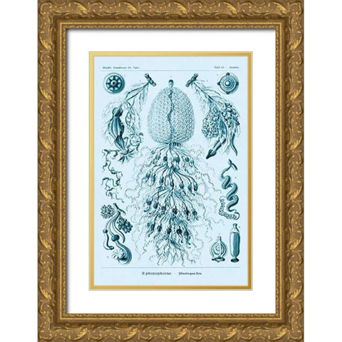 Haeckel Nature Illustrations: Siphoneae Hydrozoa - Blue-Green Tint Gold Ornate Wood Framed Art Print with Double Matting by Haeckel, Ernst