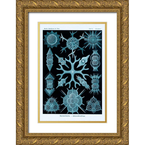 Haeckel Nature Illustrations: Spumellaria - Blue-Green Tint Gold Ornate Wood Framed Art Print with Double Matting by Haeckel, Ernst