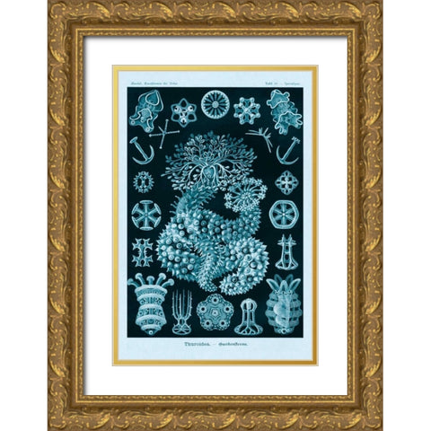 Haeckel Nature Illustrations: Sea Cucumbers - Blue-Green Tint Gold Ornate Wood Framed Art Print with Double Matting by Haeckel, Ernst