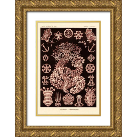Haeckel Nature Illustrations: Sea Cucumbers- Rose Tint Gold Ornate Wood Framed Art Print with Double Matting by Haeckel, Ernst