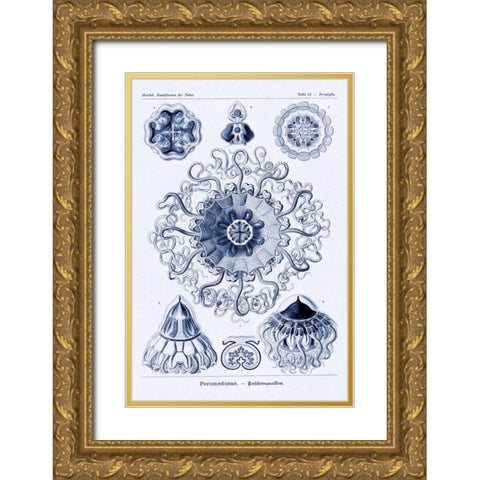 Haeckel Nature Illustrations: Polycytaria Radiolaria - Dark Blue Tint Gold Ornate Wood Framed Art Print with Double Matting by Haeckel, Ernst