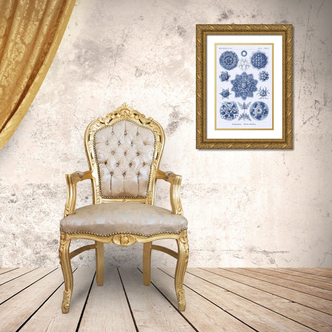 Haeckel Nature Illustrations: Siphoneae Hydrozoa - Dark Blue Tint Gold Ornate Wood Framed Art Print with Double Matting by Haeckel, Ernst