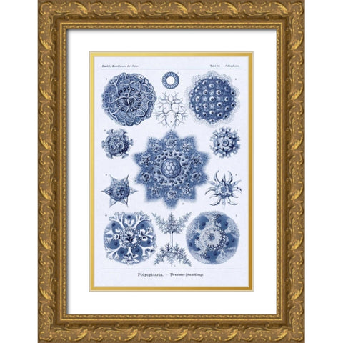 Haeckel Nature Illustrations: Siphoneae Hydrozoa - Dark Blue Tint Gold Ornate Wood Framed Art Print with Double Matting by Haeckel, Ernst