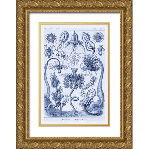 Haeckel Nature Illustrations: Cephlopods - Dark Blue Tint Gold Ornate Wood Framed Art Print with Double Matting by Haeckel, Ernst