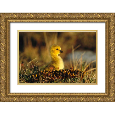 Canada Goose gosling, Churchill, Manitoba, Canada Gold Ornate Wood Framed Art Print with Double Matting by Vezo, Tom