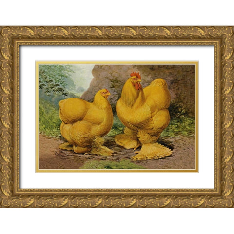 Chickens: Buff Cochins Gold Ornate Wood Framed Art Print with Double Matting by Wright, Lewis