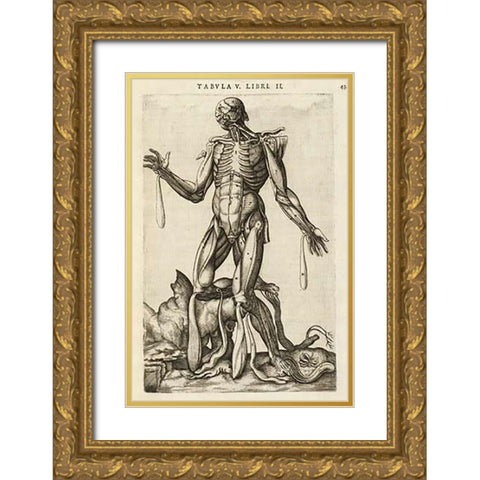 Male figure with muscles and skeleton Gold Ornate Wood Framed Art Print with Double Matting by Versalius, Andreas