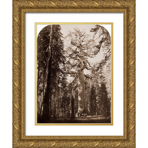 Grizzly Giant - 33 ft. diam. -  Mariposa Grove, Yosemite, California, 1861 Gold Ornate Wood Framed Art Print with Double Matting by Watkins, Carleton