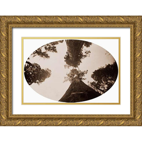 Among the Treetops, Calaveras Grove, California, 1878 Gold Ornate Wood Framed Art Print with Double Matting by Watkins, Carleton