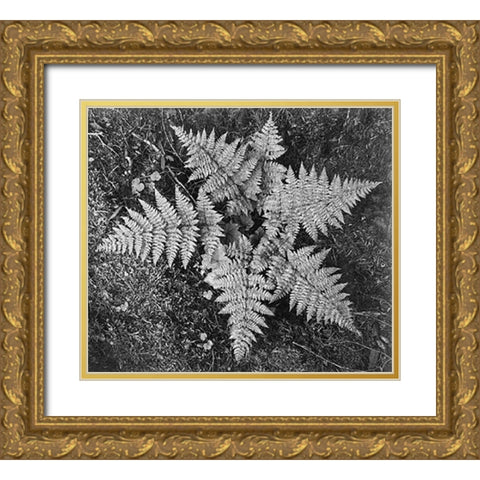 Ferns, Glacier National Park, Montana - National Parks and Monuments, 1941 Gold Ornate Wood Framed Art Print with Double Matting by Adams, Ansel