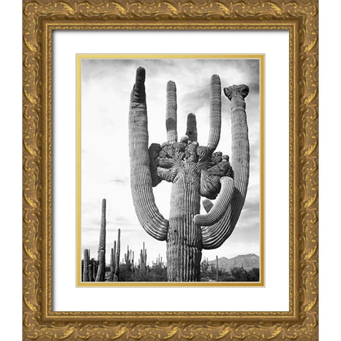 View of cactus and surrounding area Saguaros, Saguaro National Monument, Arizona, ca. 1941-1942 Gold Ornate Wood Framed Art Print with Double Matting by Adams, Ansel