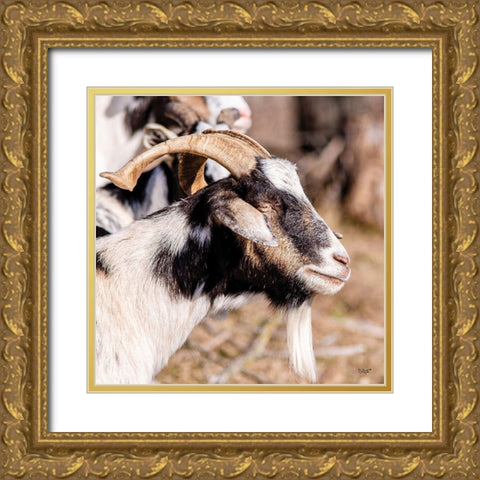 Bearded Side Goat Gold Ornate Wood Framed Art Print with Double Matting by Quillen, Donnie