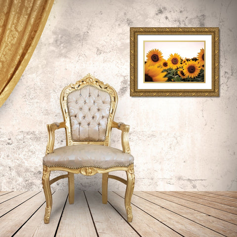 Sunflower Field Gold Ornate Wood Framed Art Print with Double Matting by Quillen, Donnie