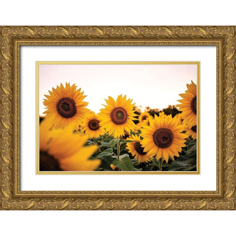 Sunflower Field Gold Ornate Wood Framed Art Print with Double Matting by Quillen, Donnie