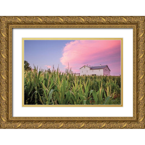 Corn Crop Gold Ornate Wood Framed Art Print with Double Matting by Quillen, Donnie