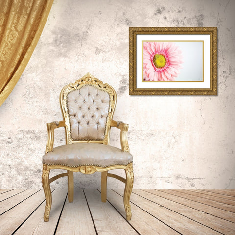 Daisy Close-up Gold Ornate Wood Framed Art Print with Double Matting by Quillen, Donnie