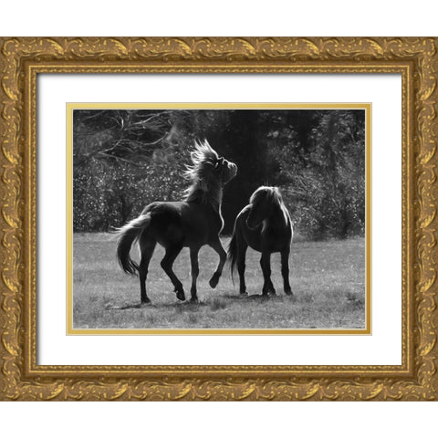 Black And White Assateague Horses Gold Ornate Wood Framed Art Print with Double Matting by Deiter, Lori