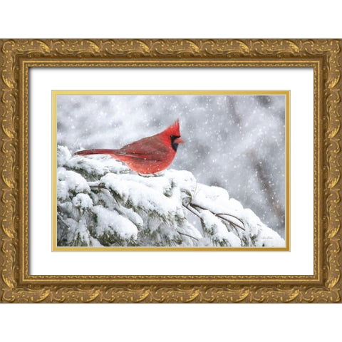 Winter Cardinal     Gold Ornate Wood Framed Art Print with Double Matting by Deiter, Lori