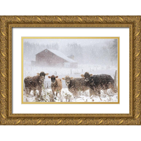 Cold Cows on the Farm Gold Ornate Wood Framed Art Print with Double Matting by Deiter, Lori